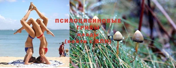 крисы Новозыбков