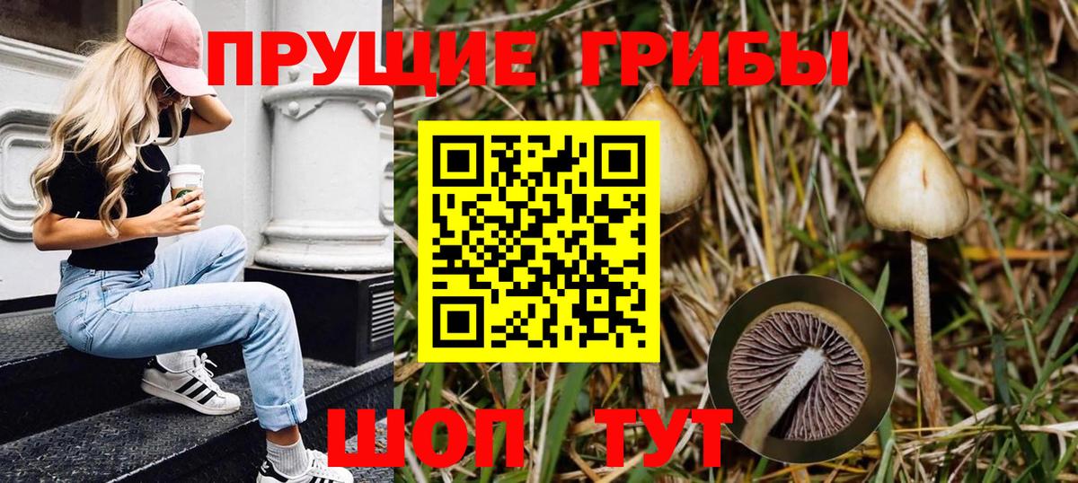 Галлюциногенные грибы Psilocybe Рассказово